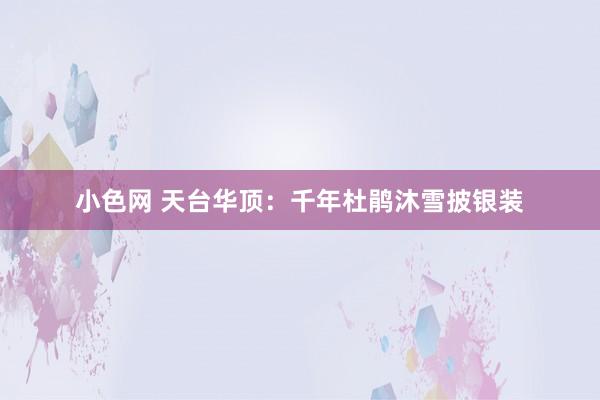   小色网 天台华顶：千年杜鹃沐雪披银装